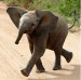 elephant_baby_on_road.jpg